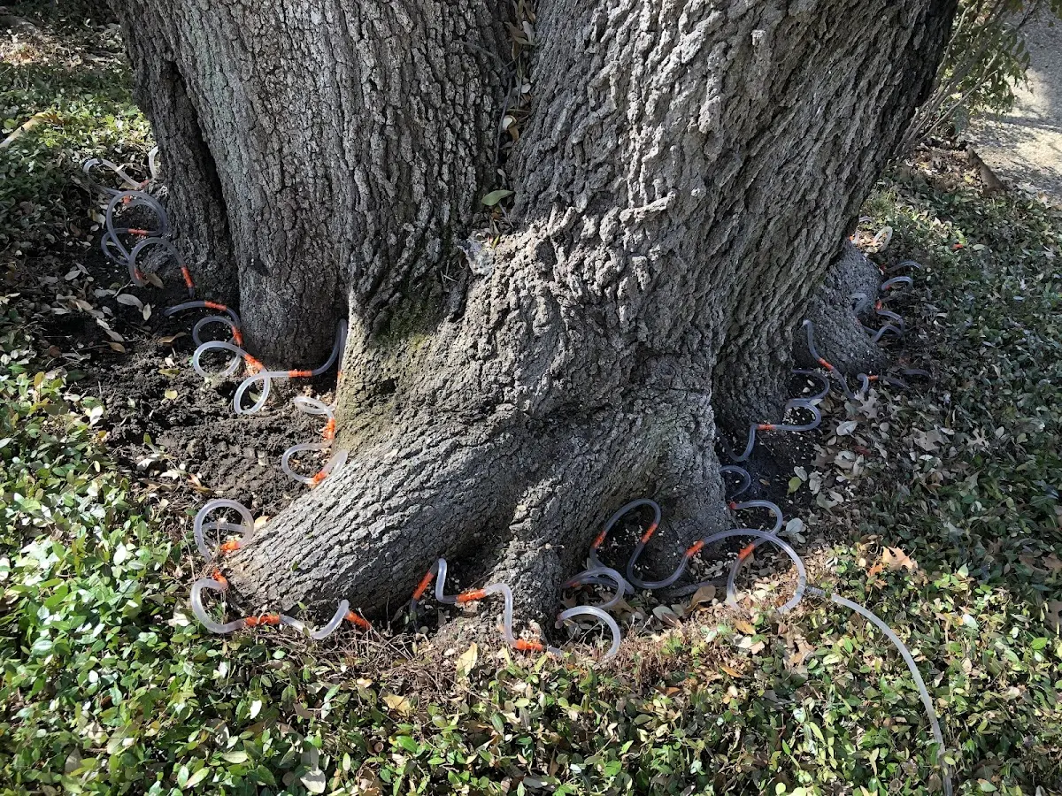 Detailed Tree Cabling and Bracing job site in Pence Springs