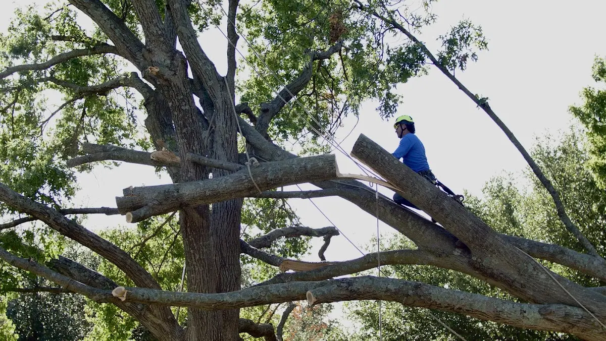 Professional Crown Thinning performed by certified arborists in Pence Springs