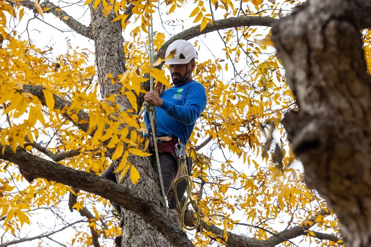 Skilled Tree Pruning crew working in Pence Springs