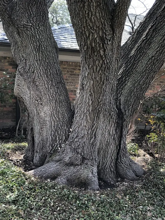 Mature heritage tree close to a Pence Springs property cared for by certified arborists